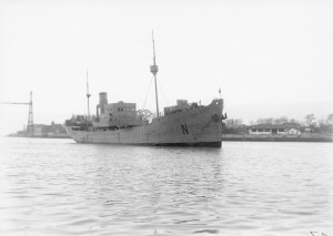 Fotografia del Bou nabarra II